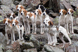 Foxhunting on the Lakeland Fells by Betty Fold Gallery