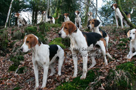 Fellhounds in the English Lake District by Betty Fold Gallery