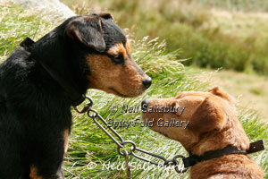 Lakeland Terriers by Betty Fold Gallery