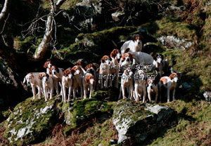 Lakeland Fell Pack Photography by Betty Fold Gallery