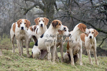 Fell Foxhounds by Betty Fold Gallery Hawkshead Cumbria