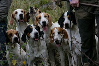 Hounds by Betty Fold Gallery