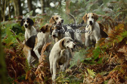 Hunting with the Fellhounds by Betty Fold Gallery