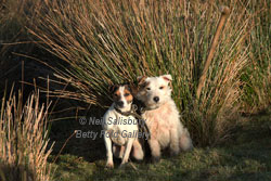 Jack Russell Photography by Betty Fold Gallery