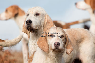 Welsh Foxhound Photography by Betty Fold Gallery