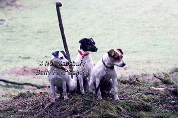 Jack Russell Terrier photography by Betty Fold Gallery