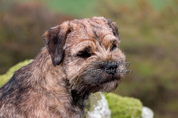 Border Terrier photography by Betty Fold Gallery