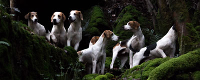 Groups of foxhounds by Betty Fold Gallery