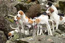 Fell Foxhounds by Betty Fold Gallery