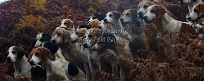 Hounds by Betty Fold Gallery