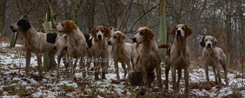 Lake District hunting photography by Betty Fold Gallery