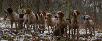 Lake District hunting photography by Betty Fold Gallery