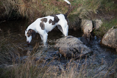 Fell hounds by Betty Fold Gallery