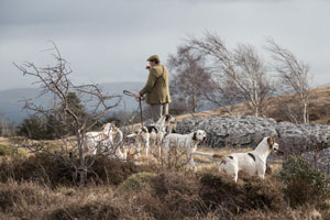 Coniston Foxhounds by Betty Fold Gallery