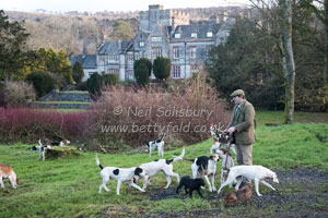 Foxhounds by Betty Fold Gallery