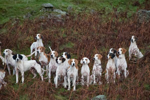 Fell Foxhounds by Betty Fold Gallery