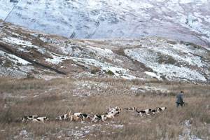 Hounds on the fells by Betty Fold Gallery