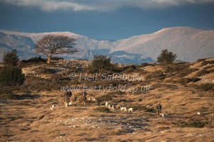 Foxhunting Photography by Betty Fold Gallery