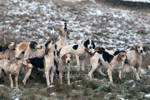 Fell Foxhounds by Betty Fold Gallery