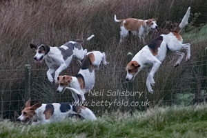 Foxhounds by Betty Fold Gallery