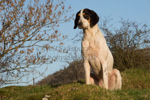 Foxhound Photography by Betty Fold Gallery