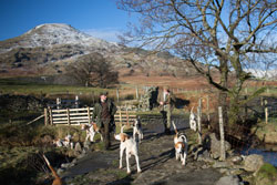 Foxhounds by Betty Fold Gallery