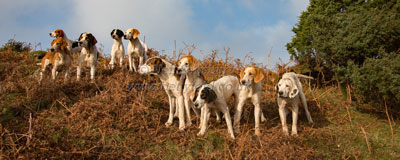 Foxhounds by Betty Fold Gallery