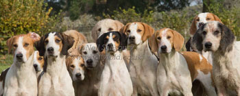 Hound Studies by Betty Fold Gallery