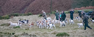 Hunting in Wales by Betty Fold Gallery