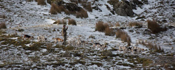 Fellhounds in snow by Betty Fold Gallery