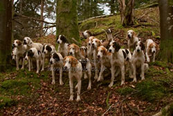 Foxhounds by Betty Fold Gallery