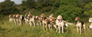Foxhounds in Lakeland