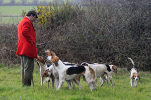 hounds by Neil Salisbury