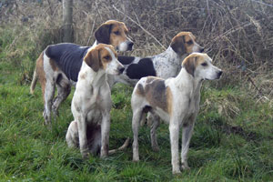 Hound photographs by Neil Salisbury