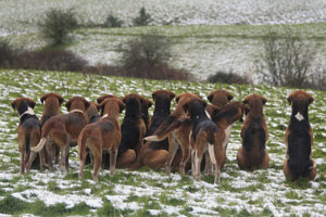 Hunting photography Duhallow Foxhounds Ireland by Betty Fold Gallery