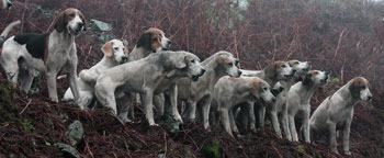 Lakeland Photographs Fox Hunting by Betty Fold Gallery