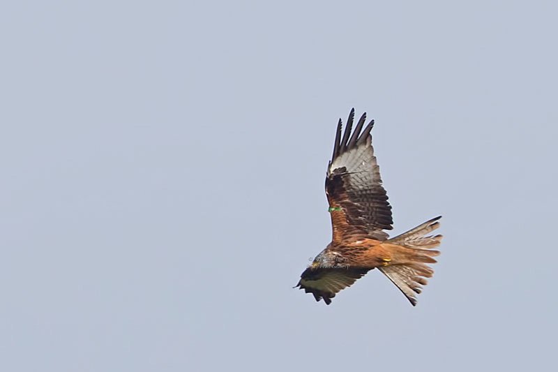 Red Kite Photography by Betty Fold Gallery & Self Catering