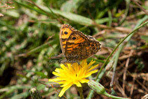 Wall Butterfly by Betty Fold Tea Room & Self Catering at Hawkshead