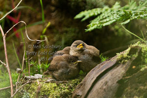 Wildlife Photography by Betty Fold Gallery