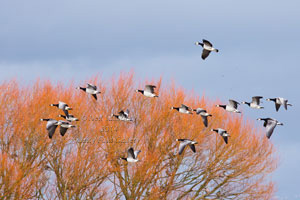 Wildlife Photographer Neil salisbury of Hawkshead