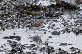 Bird Images by Neil Salisbury Wildlife Photographer