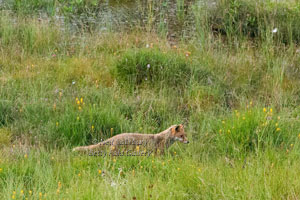 Foxes around Betty Fold Self Catering Apartment Hawkshead Cumbria