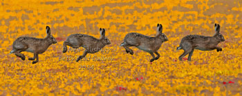 Hare Photography by Betty Fold Gallery Hawkshead Cumbria Lake District