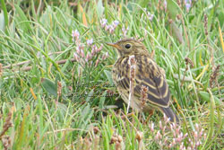 Bird Photography on line at Betty Fold Tea Room & Self Catering Apartment Hawkshead