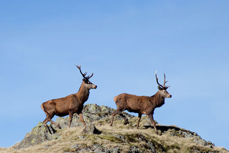 Red Deer Photographer Neil Salisbury, Hawkshead Cumbria