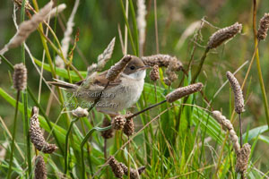 Bird Photography at Hawkshead, Cumbria, Tea Room & Gallery