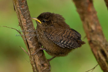 Wren Photography by Betty Fold Gallery of Hawkshead