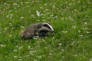 Badger photography by Betty Fold Gallery