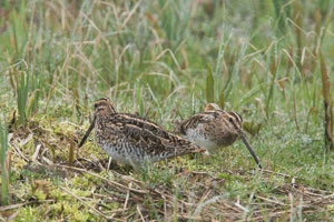 Snipe Images by Betty Fold Gallery Hawkshead