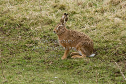 Brown Hare Photography by Betty Fold Gallery Hawkshead Cumbria
